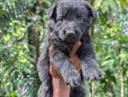 German Shepherd Puppies