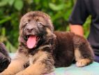 German Shepherd Puppies