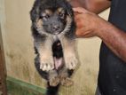 German Shepherd Puppies