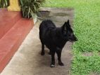 German Shepherd Dog for Kind Home