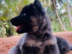 German Shepherd Puppy