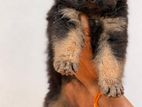 German Shepherd Puppy