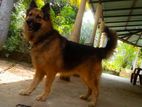 German Shepherd Dog for Kind Home