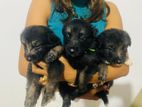 German Shepherd Puppies