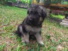 German Shepherd Puppy