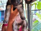 German Shepherd Long Coat Puppies