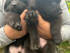 German Shepherd Puppies