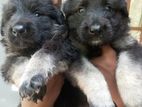 German Shepherd Puppies