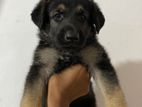 German Shepherd Puppy