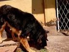 German Shepherd Puppy