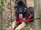 German Shepherd Puppy