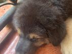 German Shepherd Puppy