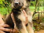 German Shepherd Puppy