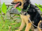 German Shepherd for Crossing