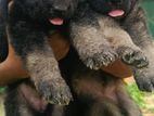 German Shepherd Puppies