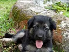 German Shepherd Puppies