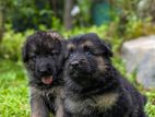 German Shepherd Puppy