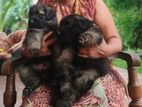 German Shepherd Puppies