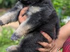 German Shepherd Puppy