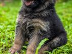 German Shepherd Puppy