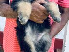 German Shepherd Puppy