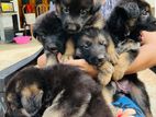 German Shepherd Puppies