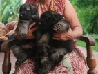 German Shepherd Puppies