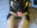 German Shepherd Puppy