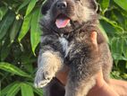 German Shepherd Puppy