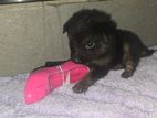 German Shepherd Puppies