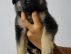 German Shepherd Puppy