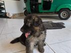 German Shepherd