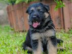 German Shepherd Puppy