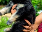 German Shepherd Puppies