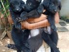 German Shepherd Puppies