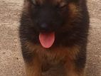 German shepherd