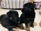 German Shepherd Puppy