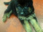 German Shepherd Puppy