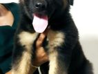 German Shepherd Puppy