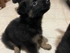 German Shepherd Puppy