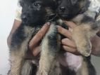 German Shepherd Puppies