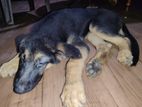 German Shepherd Puppies