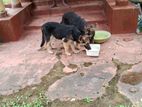 German Shepherd Puppy