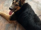 German Shepherd Dog