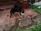 German shepherd