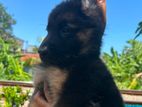 German Shepherd Puppies