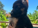 German Shepherd Puppies