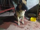 German Shepherd Dog