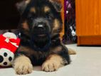 German Shepherd