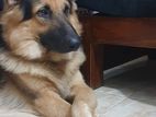 German Shepherd Dog